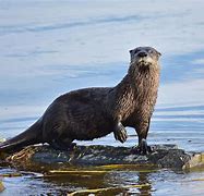Image result for River Otter Photos