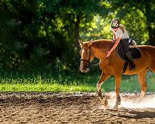 Image result for Horse Hacking