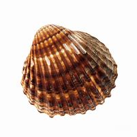 Image result for Coolest Shell