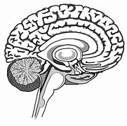 Image result for Brain Outline Line Art