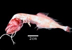 Afbeeldingsresultaten voor "cetostoma Regani". Grootte: 145 x 100. Bron: fishesofaustralia.net.au