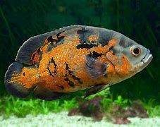 Image result for Common Aquarium Fish Diseases