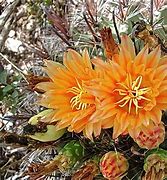Image result for Beautiful Cactus