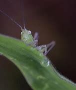 Image result for Baby Katydid Insect