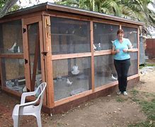 Image result for Birds Free From Case