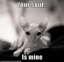 Image result for Funny Sphynx Cat Memes