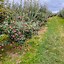 Image result for Apple-Picking NY