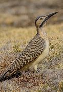 Image result for Colaptes rupicola