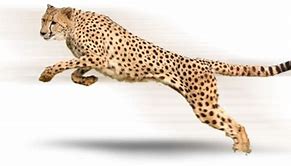 Image result for Cheetah Print Background VSCO