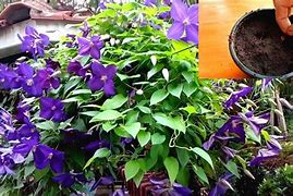 Image result for Purple Clematis Seeds