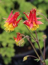 Image result for Aquilegia chrysantha