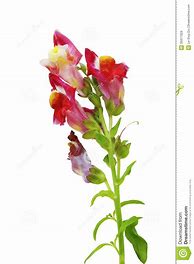 Image result for Snapdragon Clip Art