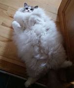 Image result for How to Make a Fat Fluffy Cat