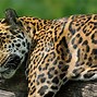 Image result for Jaguar Animal Desktop
