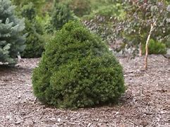 Picea abies Tompa 的图像结果