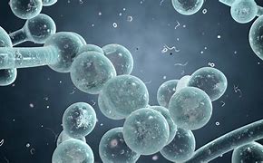 Image result for candida