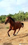 Image result for Horse Run