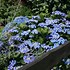 Image result for Hydrangea macrophylla Blaumeise