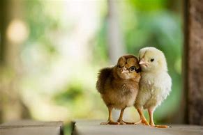 Image result for Two Plus Two Is Chicken