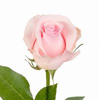 Image result for Light Pink Rose Flower