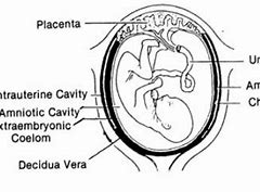Image result for Baby Placenta Umbilical Cord