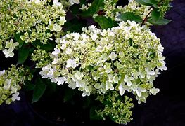 Image result for Hydrangea paniculata Bombshell (r)