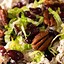 Image result for Turkey Pecan Salad