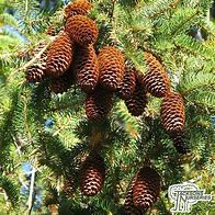 Image result for Picea abies Dumpy