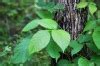 Image result for Poison Ivy Plant Found in Louisiana