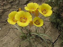 Image result for calochortus