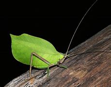 Image result for Leaf Bug Katydid