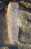 Image result for Pyrosoma. Size: 63 x 100. Source: www.centralcoastbiodiversity.org
