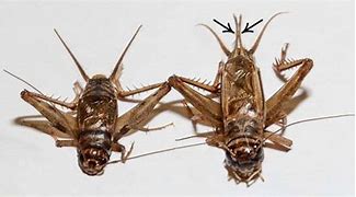 Image result for Feeder Crickets for Pet Frogs Distance Betwwen Eyes Images