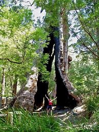 Image result for What Is the Biggest Tree in the World