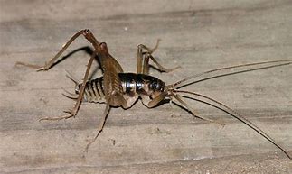 Image result for Cricket Type Bug