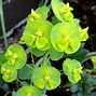 Image result for Euphorbia characias ssp. wulfenii Purple and Gold