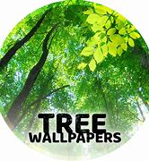 Image result for Summer Trees Wallpaper