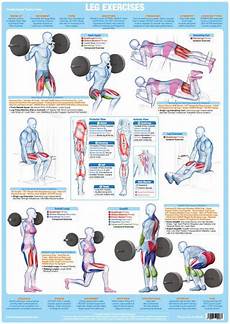 Leg Muscles Weight Training Exercise Chart Chartex Ltd