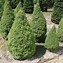 Picea abies Wills Zwerg に対する画像結果