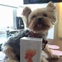 Image result for Rose Gold iPhone 6s Unlocked