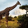 Image result for Giraffe Wallpaper