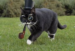 Image result for Funny Cats Smoking Weed