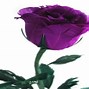 Image result for iPhone Purple Rose Wallpaper