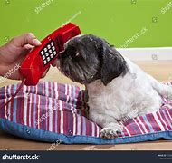 Image result for Dog Answering Phone
