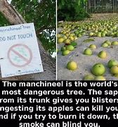 Image result for Manchineel Burns