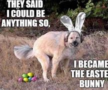 Image result for funny bunnies meme easter