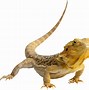 Image result for European Green Lizard Photo with No Background