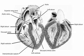 Image result for Interior Anatomy of the Heart