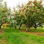 Image result for Apple Pollination Chart