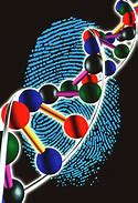 Image result for DNA Fingerprint Diagram